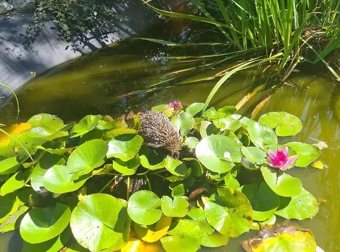 Apartment Gite-appart Prive Du Domaine Piscine Sauna